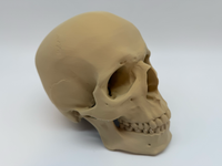 Full Size Human Skull - Premium Quality