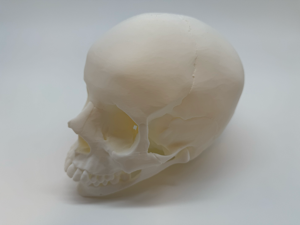 Menselijke Schedel Op Ware Grootte - Premium Quality