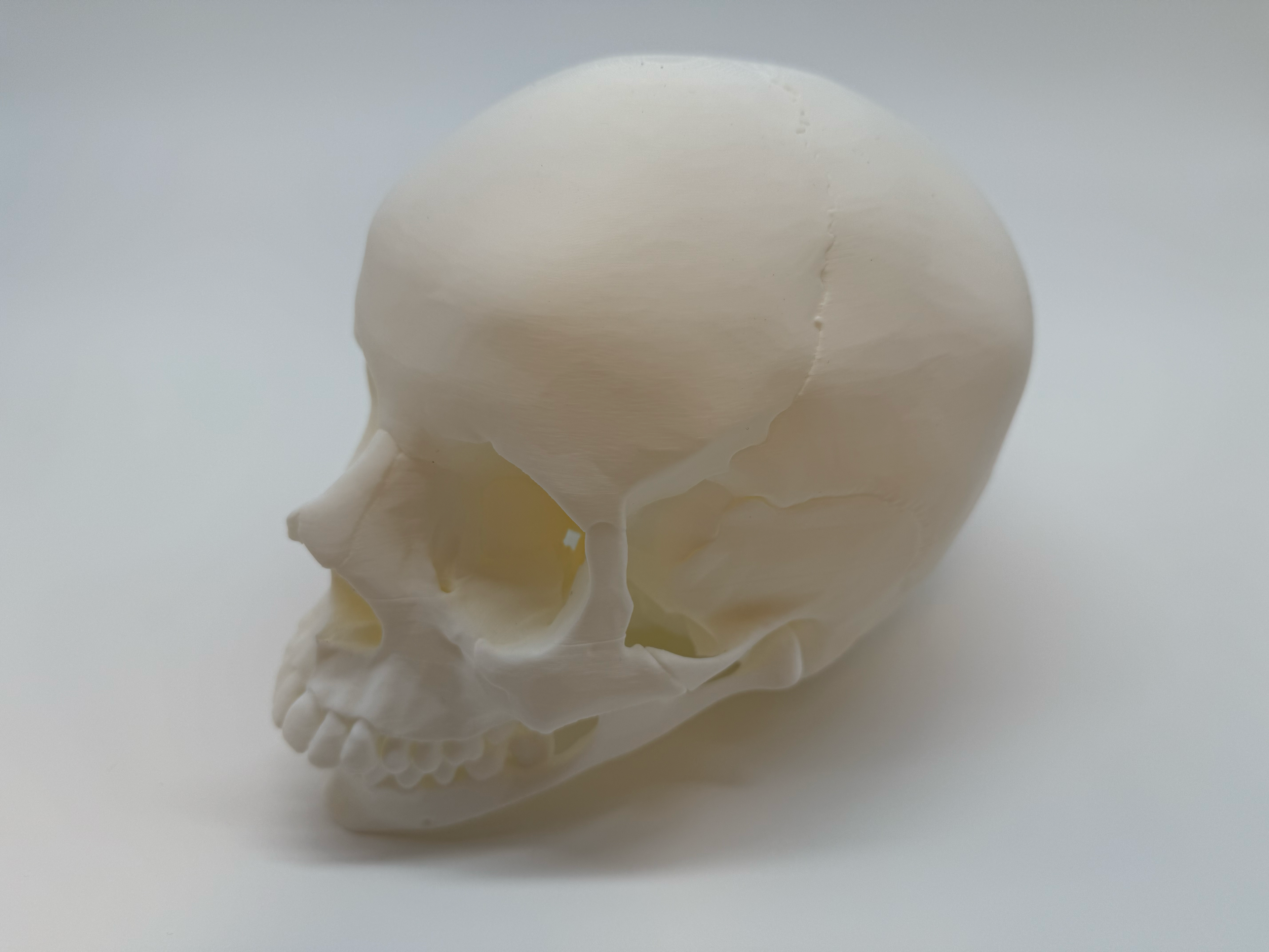 Menselijke Schedel Op Ware Grootte - Premium Quality