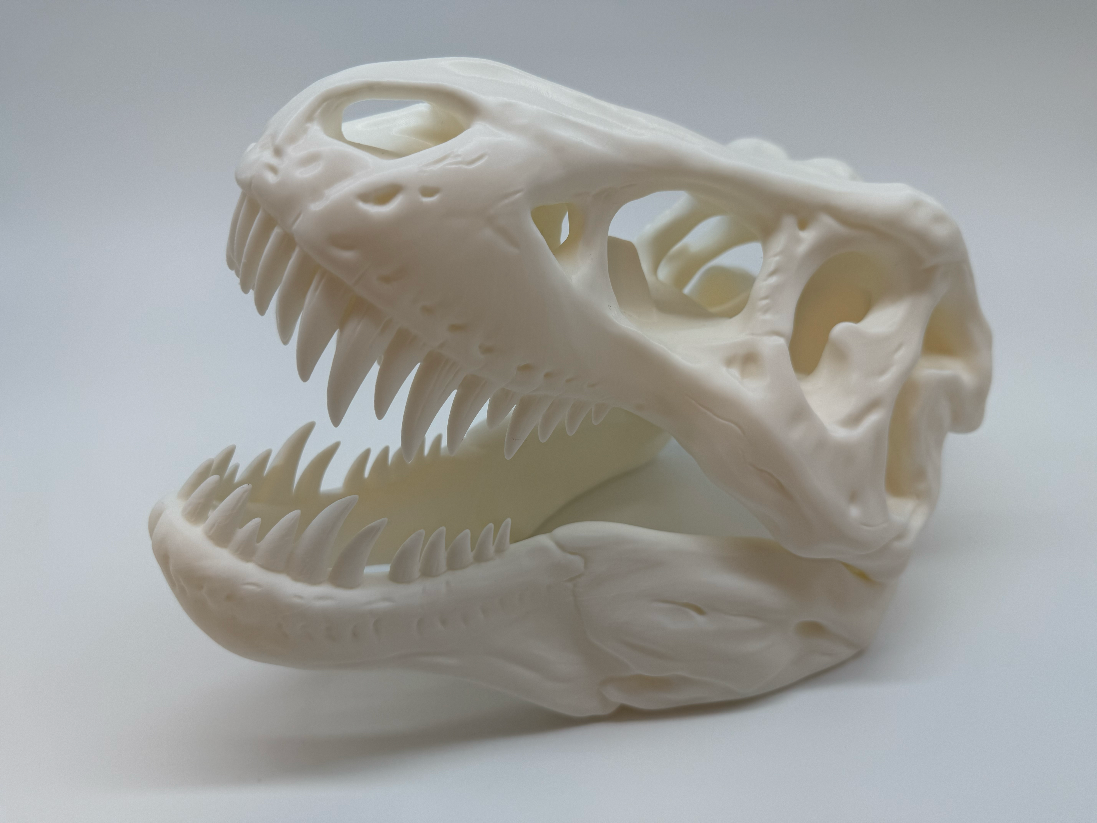 T-Rex schedel - Premium Quality