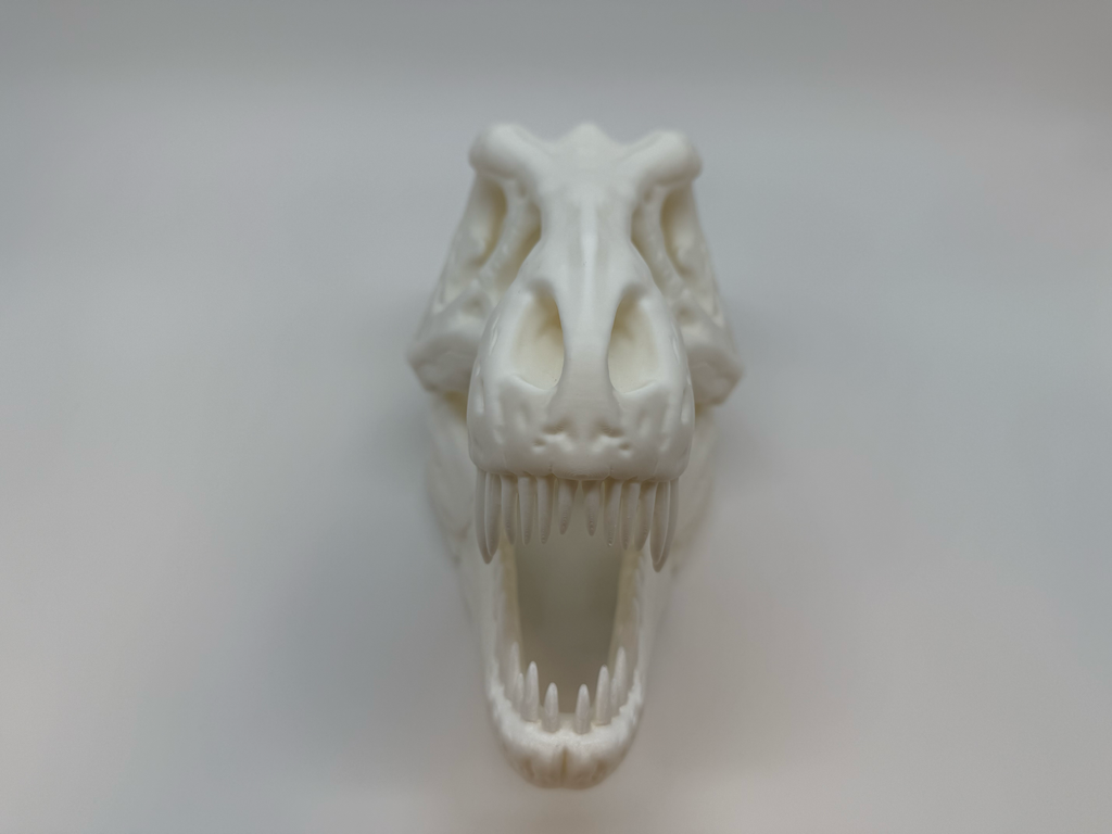 T-Rex schedel - Premium Quality