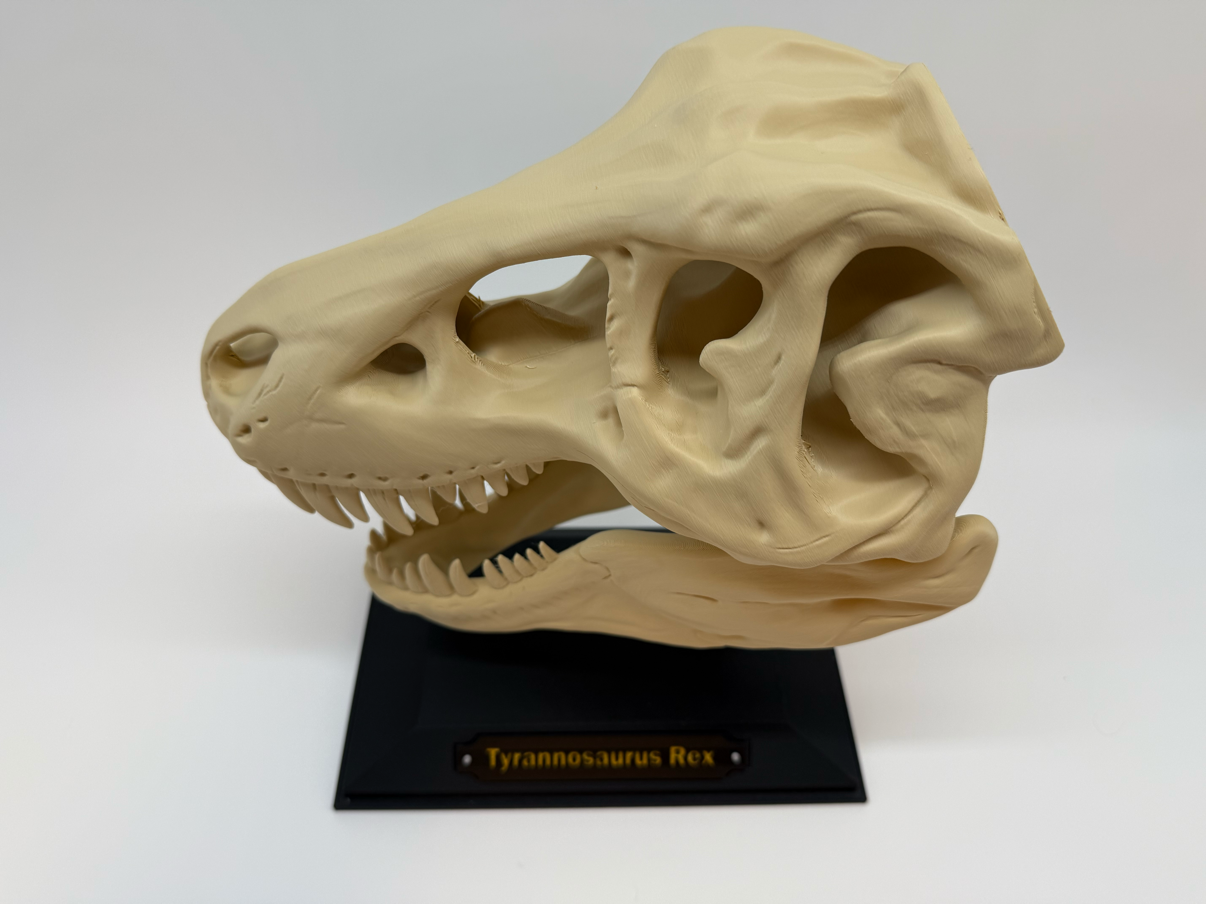 T-Rex schedel - Premium Quality